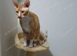 Available for adoption