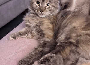 TICA registered Maine coon