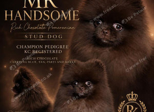 STUD RICH CHOCOLATE KC POM