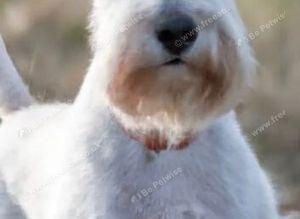 Schnauzer STUD WHITE K C REG