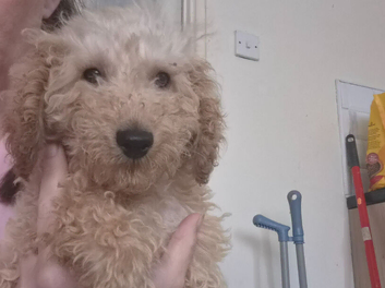 Poodle Male in Bradford | £350 - 1 Boy - 4 days ago - Ad #41726218