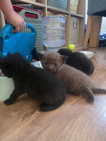 Russian blue x BSH Kittens