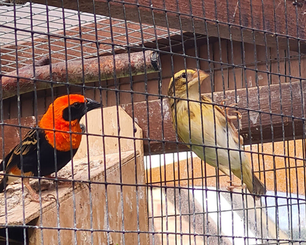 Rare pair of Orange bishop weaver finches