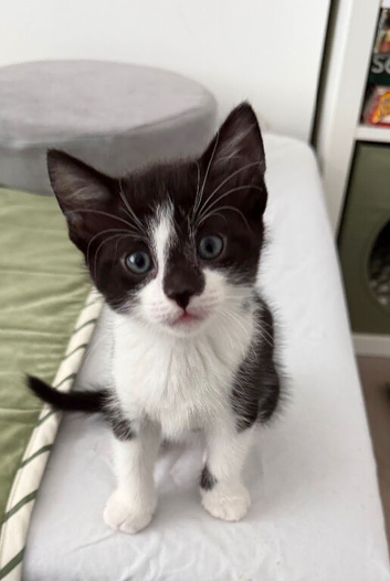 x8 kittens for sale