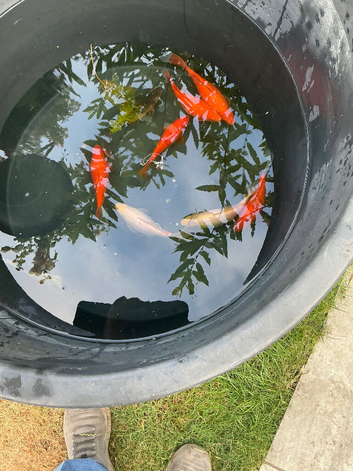 8 large goldfish for sale