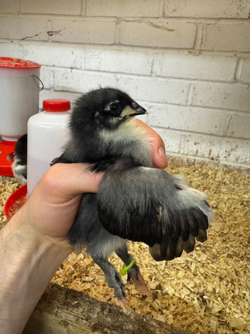 French Black/Blue Copper marans