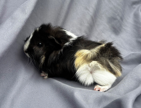 Beautiful boy +more ready 2 reserve