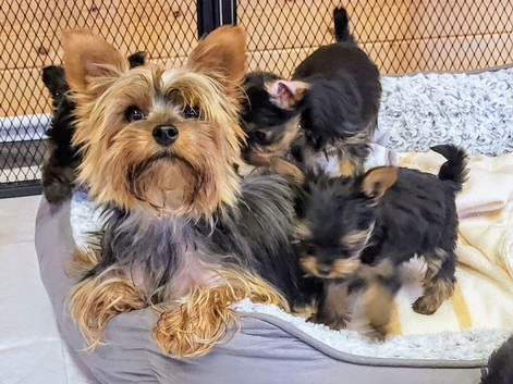 Yorkshire Terrier puppies from Licensed Breeder