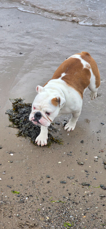 Freya adult female english bulldog 2 years 4 months