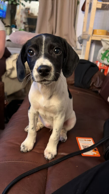 Puppy looking for her forever home