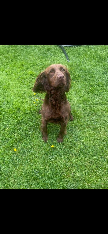 26 month old Working Cocker Spaniel