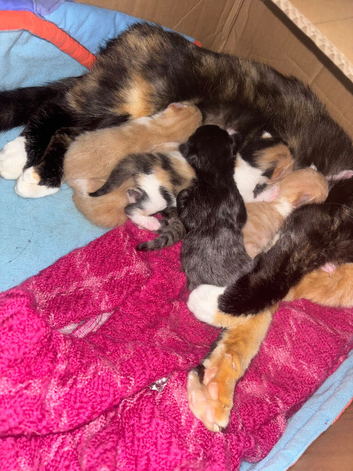 Kitten