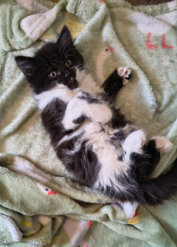 Gorgeous Raggamuffin x kittens.