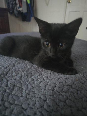Kitten looking for a forever home