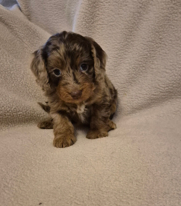 Gorgeous Health Tested Cockapoo Puppies