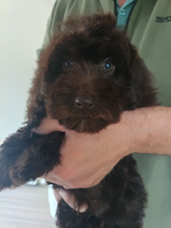 Cockapoo F1 last chocolate girl !!!!.