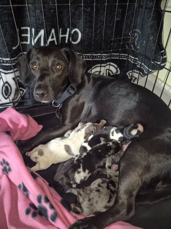 Just 2 pups left now