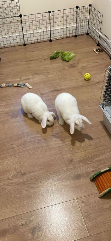 Fluffy and Bambi for sale