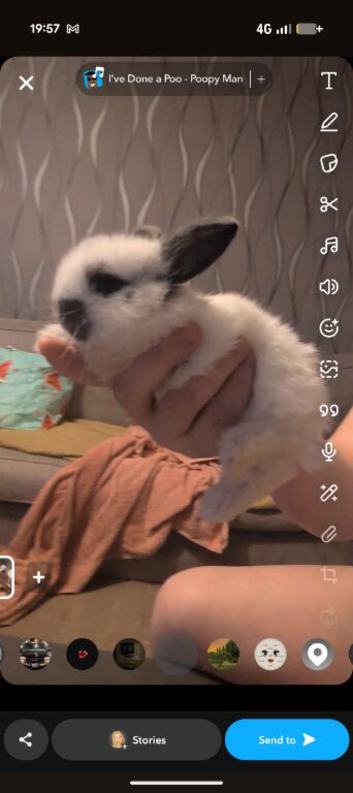 Lionhead x lop baby buck for sale!