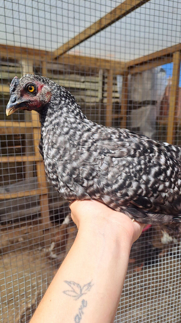 Ayam Cemani zombies