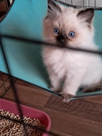 Ragdolls