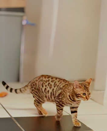 2 Pedigree Bengal F Kittens