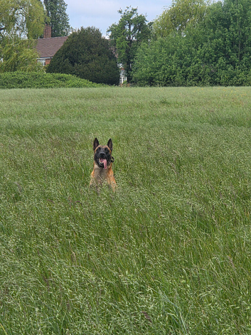 Proven Belgian Malinois Stud &ndash; Sharky (5 Years Old)