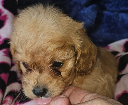F1b TOY CAVAPOO PUPPIES