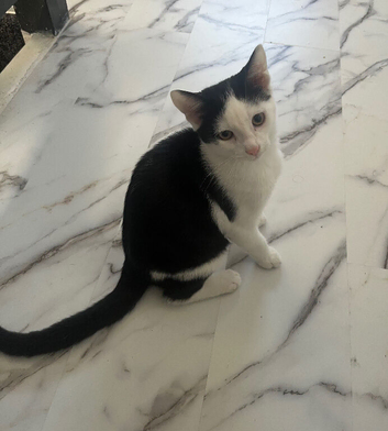 3 month old kitten