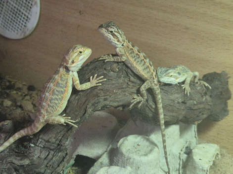 Baby bearded dragons