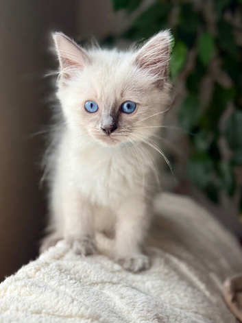 Beautiful Ragdoll Boy Kitten for Sale