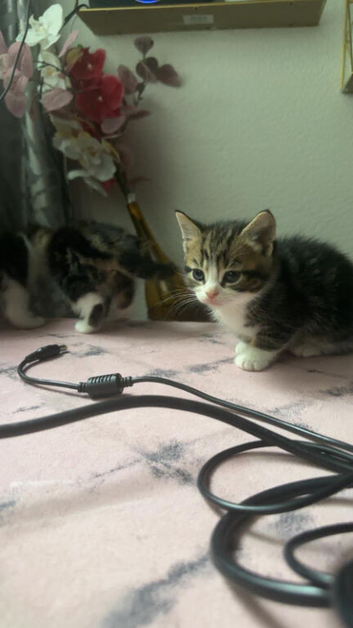 5 kittens ready for their new home