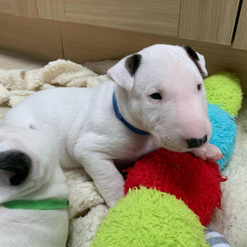 English bull terrier puppies