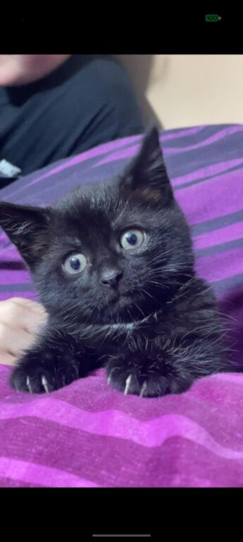 Beautiful kittens