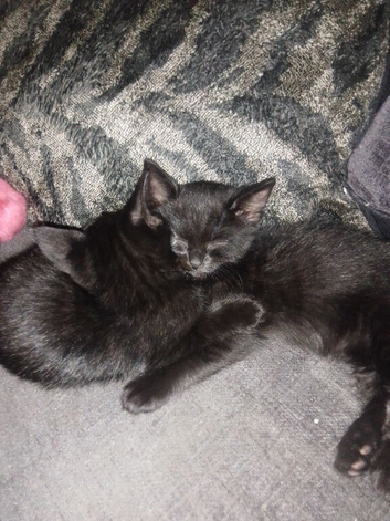 Beautiful, playful kittens for sale *READY NOW*