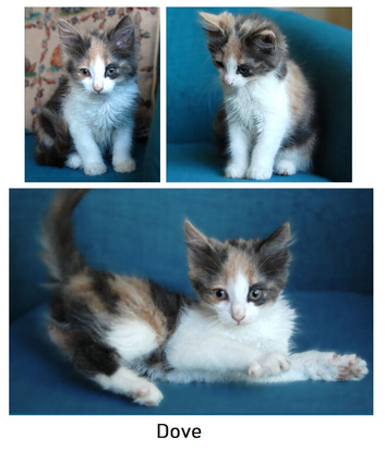 Kittens looking for new home (nr Canterbury, Kent)