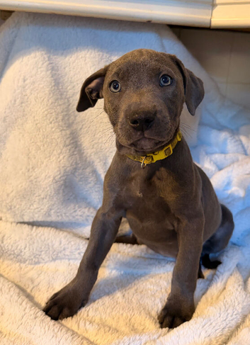 Staff puppies