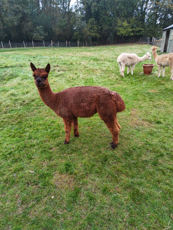 Female chestnut brown alpaca