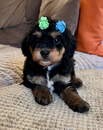Stunning Curly Toy Cavapoo's from health tested parents