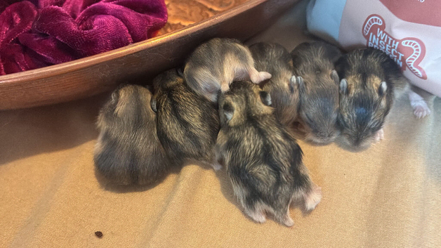 5 Grey Baby hamsters  Ready August
