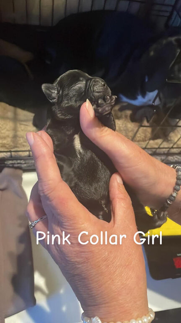 Puppies available 6th November