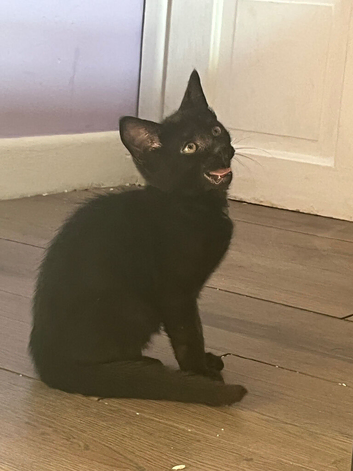 Kitten for their forever home.