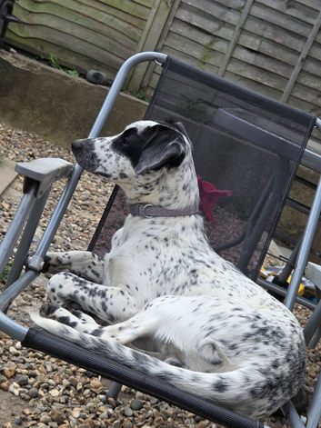 Jack Russell cross