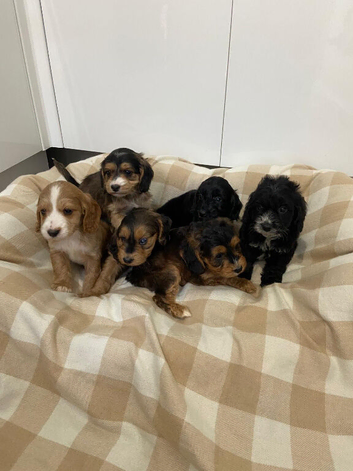 Show type cockapoo