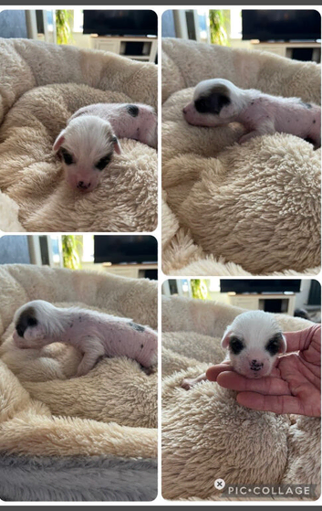 Litter of Chinese crested puppies for sale
