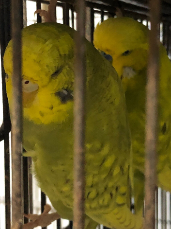 Budgies for sale Exhibition end normal