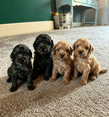 toy F1B cockapoos