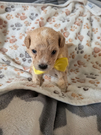 Maltipoo