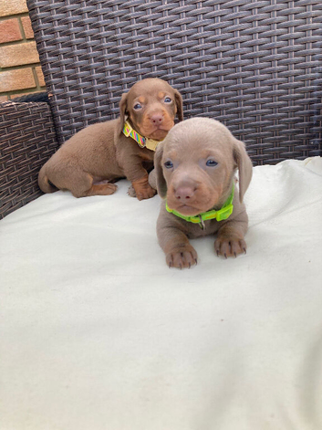 Mini Dachshund puppies