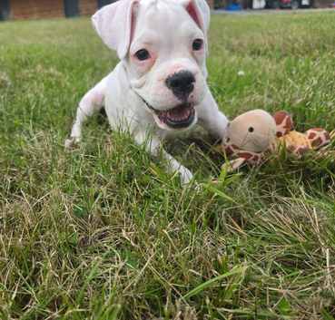 READY NOW! Quality KC Registered White Boxer Puppies